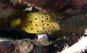 Birmanie - Mergui - 2018 - DSC03042 - Yellow boxfish - Poisson coffre jaune juv.- Ostracion cubicus